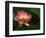 Lotus Flower, Echo Park Lake, Los Angeles, CA-David Carriere-Framed Photographic Print