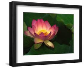 Lotus Flower, Echo Park Lake, Los Angeles, CA-David Carriere-Framed Photographic Print