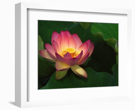 Lotus Flower, Echo Park Lake, Los Angeles, CA-David Carriere-Framed Photographic Print