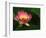 Lotus Flower, Echo Park Lake, Los Angeles, CA-David Carriere-Framed Photographic Print