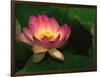 Lotus Flower, Echo Park Lake, Los Angeles, CA-David Carriere-Framed Photographic Print