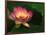 Lotus Flower, Echo Park Lake, Los Angeles, CA-David Carriere-Framed Photographic Print