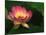Lotus Flower, Echo Park Lake, Los Angeles, CA-David Carriere-Mounted Photographic Print
