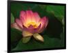 Lotus Flower, Echo Park Lake, Los Angeles, CA-David Carriere-Framed Photographic Print