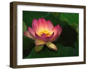 Lotus Flower, Echo Park Lake, Los Angeles, CA-David Carriere-Framed Photographic Print