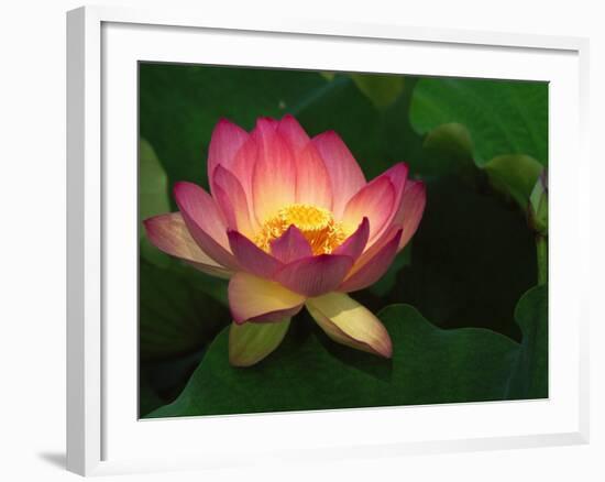 Lotus Flower, Echo Park Lake, Los Angeles, CA-David Carriere-Framed Photographic Print