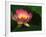 Lotus Flower, Echo Park Lake, Los Angeles, CA-David Carriere-Framed Photographic Print