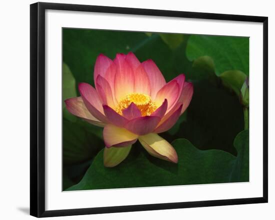 Lotus Flower, Echo Park Lake, Los Angeles, CA-David Carriere-Framed Photographic Print