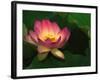 Lotus Flower, Echo Park Lake, Los Angeles, CA-David Carriere-Framed Photographic Print