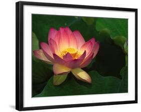 Lotus Flower, Echo Park Lake, Los Angeles, CA-David Carriere-Framed Photographic Print