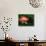 Lotus Flower, Echo Park Lake, Los Angeles, CA-David Carriere-Mounted Photographic Print displayed on a wall