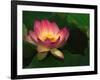 Lotus Flower, Echo Park Lake, Los Angeles, CA-David Carriere-Framed Photographic Print