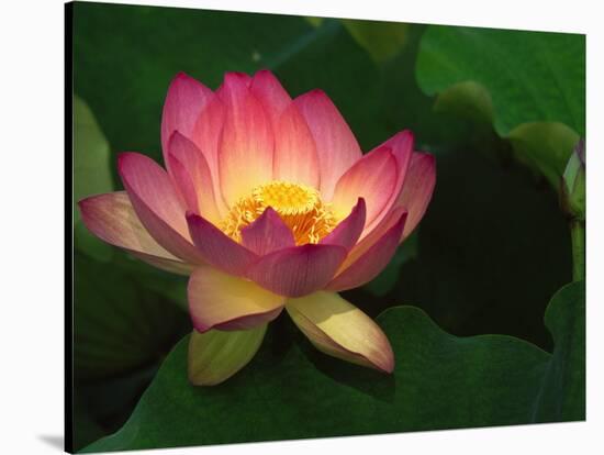 Lotus Flower, Echo Park Lake, Los Angeles, CA-David Carriere-Stretched Canvas