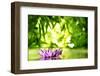 Lotus Flower Floating on Water in a Forest-Liang Zhang-Framed Premium Photographic Print