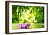 Lotus Flower Floating on Water in a Forest-Liang Zhang-Framed Photographic Print