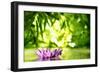 Lotus Flower Floating on Water in a Forest-Liang Zhang-Framed Photographic Print