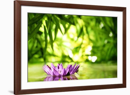 Lotus Flower Floating on Water in a Forest-Liang Zhang-Framed Photographic Print