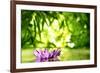 Lotus Flower Floating on Water in a Forest-Liang Zhang-Framed Photographic Print