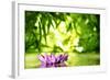 Lotus Flower Floating on Water in a Forest-Liang Zhang-Framed Photographic Print