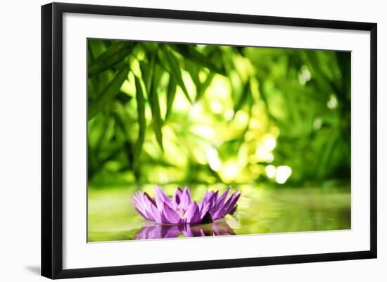 Lotus Flower Floating on Water in a Forest-Liang Zhang-Framed Photographic Print