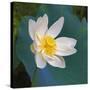 Lotus flower, Guangxi Province, China-Keren Su-Stretched Canvas