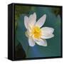 Lotus flower, Guangxi Province, China-Keren Su-Framed Stretched Canvas