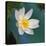 Lotus flower, Guangxi Province, China-Keren Su-Stretched Canvas
