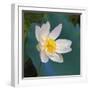 Lotus flower, Guangxi Province, China-Keren Su-Framed Photographic Print