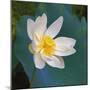 Lotus flower, Guangxi Province, China-Keren Su-Mounted Photographic Print