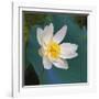 Lotus flower, Guangxi Province, China-Keren Su-Framed Photographic Print