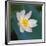 Lotus flower, Guangxi Province, China-Keren Su-Framed Photographic Print