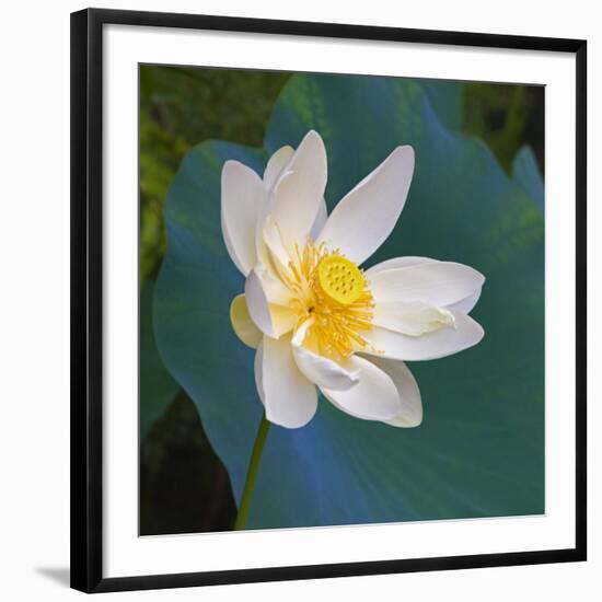 Lotus flower, Guangxi Province, China-Keren Su-Framed Photographic Print
