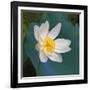 Lotus flower, Guangxi Province, China-Keren Su-Framed Photographic Print