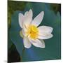 Lotus flower, Guangxi Province, China-Keren Su-Mounted Photographic Print