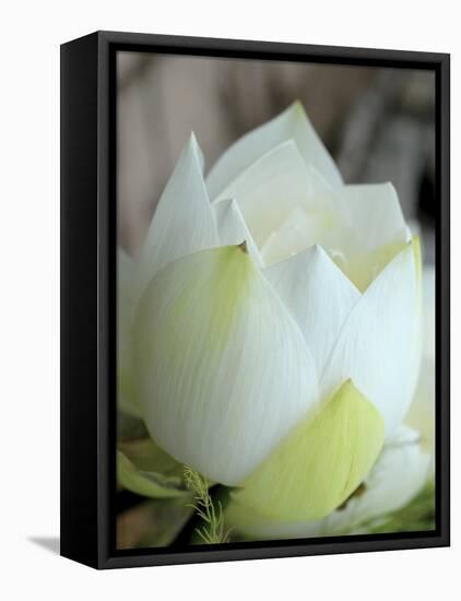 Lotus Flower, Hanoi, Vietnam, Indochina, Southeast Asia, Asia-Godong-Framed Stretched Canvas