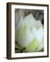 Lotus Flower, Hanoi, Vietnam, Indochina, Southeast Asia, Asia-Godong-Framed Photographic Print