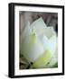 Lotus Flower, Hanoi, Vietnam, Indochina, Southeast Asia, Asia-Godong-Framed Photographic Print