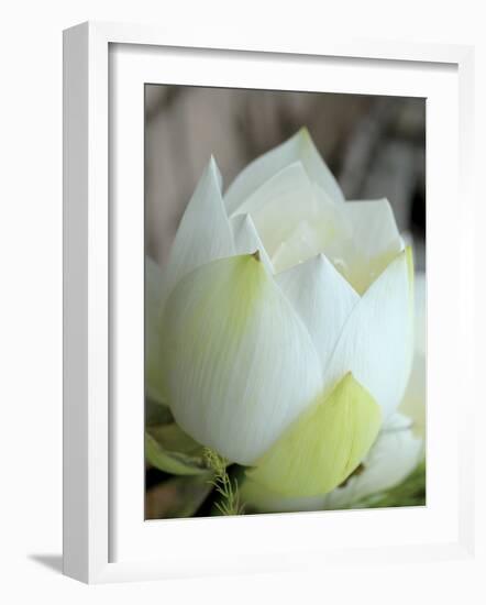 Lotus Flower, Hanoi, Vietnam, Indochina, Southeast Asia, Asia-Godong-Framed Photographic Print