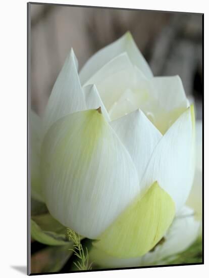 Lotus Flower, Hanoi, Vietnam, Indochina, Southeast Asia, Asia-Godong-Mounted Photographic Print