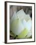 Lotus Flower, Hanoi, Vietnam, Indochina, Southeast Asia, Asia-Godong-Framed Photographic Print