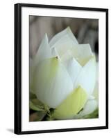 Lotus Flower, Hanoi, Vietnam, Indochina, Southeast Asia, Asia-Godong-Framed Photographic Print