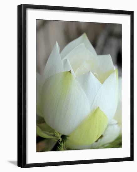 Lotus Flower, Hanoi, Vietnam, Indochina, Southeast Asia, Asia-Godong-Framed Photographic Print