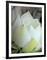 Lotus Flower, Hanoi, Vietnam, Indochina, Southeast Asia, Asia-Godong-Framed Photographic Print