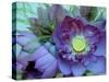 Lotus Flower, Hanoi, Vietnam, Indochina, Southeast Asia, Asia-Godong-Stretched Canvas
