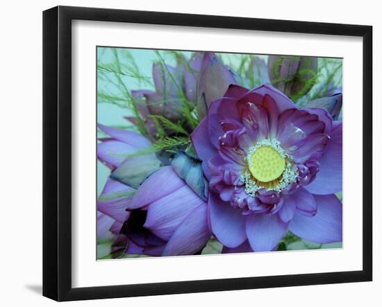 Lotus Flower, Hanoi, Vietnam, Indochina, Southeast Asia, Asia-Godong-Framed Photographic Print