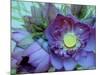 Lotus Flower, Hanoi, Vietnam, Indochina, Southeast Asia, Asia-Godong-Mounted Photographic Print