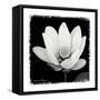 Lotus Flower I-Debra Van Swearingen-Framed Stretched Canvas