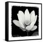 Lotus Flower I-Debra Van Swearingen-Framed Stretched Canvas