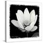 Lotus Flower I-Debra Van Swearingen-Stretched Canvas