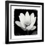 Lotus Flower I-Debra Van Swearingen-Framed Art Print